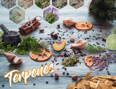 The Terpene Experience