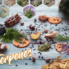 The Terpene Experience